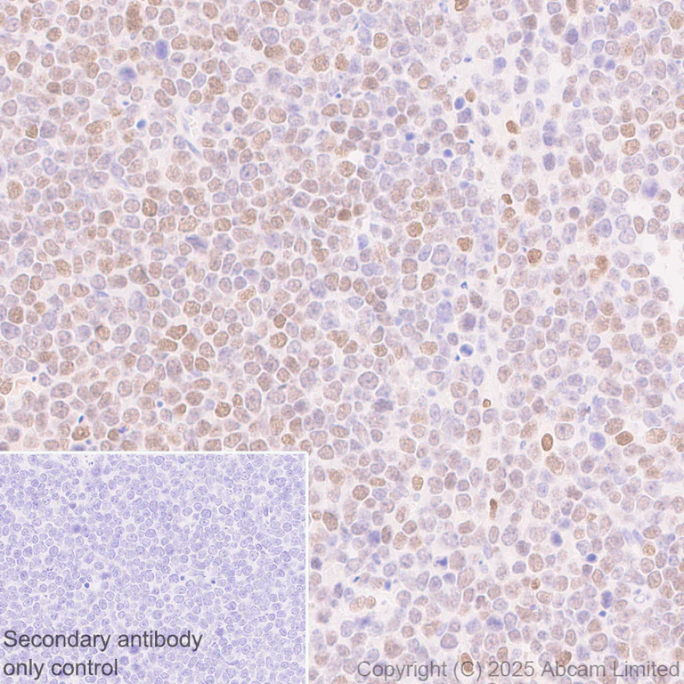 Immunohistochemistry (Formalin/PFA-fixed paraffin-embedded sections) - Anti-c-Maf antibody [EPR29032-12] - BSA and Azide free (AB324537)