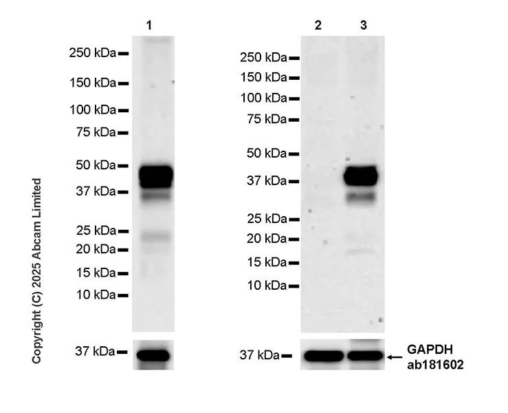 Western blot - Anti-c-Maf antibody [EPR29032-12] - BSA and Azide free (AB324537)
