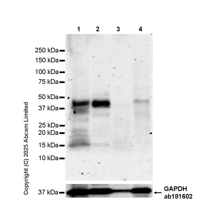 Western blot - Anti-c-Maf antibody [EPR29032-12] - BSA and Azide free (AB324537)