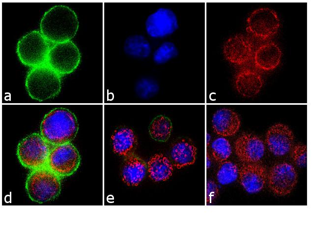 Immunocytochemistry/ Immunofluorescence - Anti-c-Met (phospho Y1349) antibody [RP23040111] (AB313438), expandable thumbnail