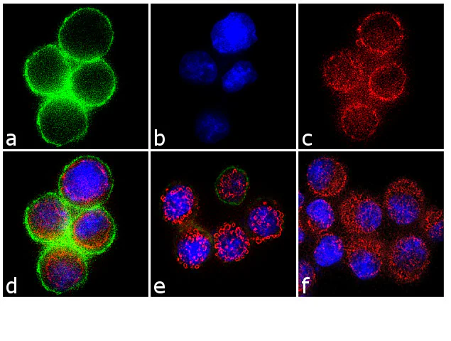Immunocytochemistry/ Immunofluorescence - Anti-c-Met (phospho Y1349) antibody [RP23040111] (AB313438)