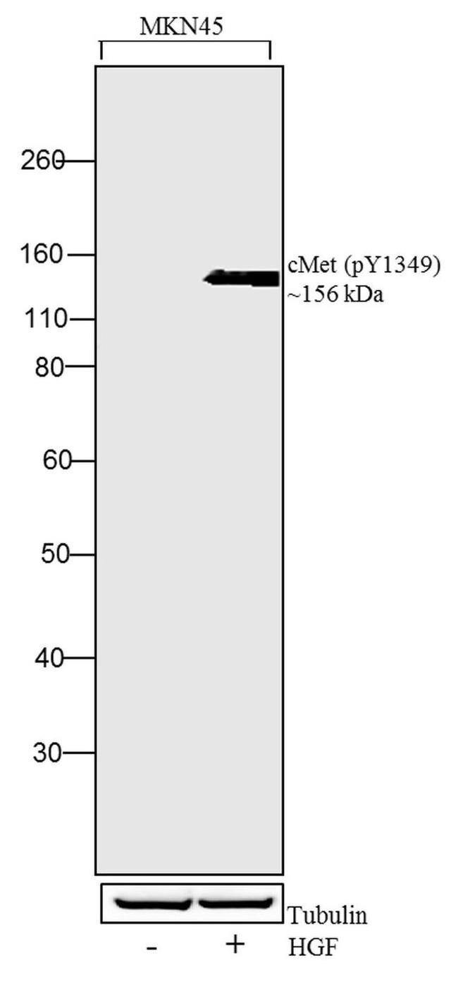 Western blot - Anti-c-Met (phospho Y1349) antibody [RP23040111] (AB313438), expandable thumbnail