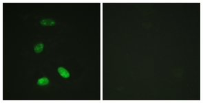 Immunocytochemistry/ Immunofluorescence - Anti-c-Myb antibody (AB117635)