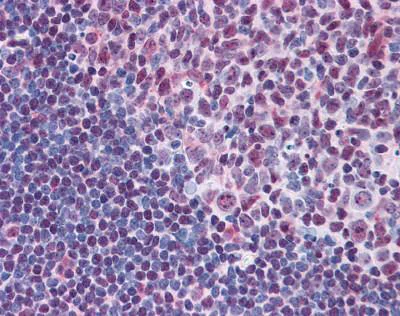 Immunohistochemistry (Formalin/PFA-fixed paraffin-embedded sections) - Anti-c-Myb antibody (AB117635)