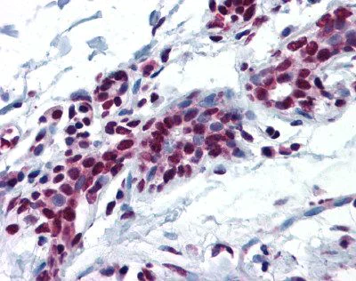 Immunohistochemistry (Formalin/PFA-fixed paraffin-embedded sections) - Anti-c-Myb antibody (AB117635)
