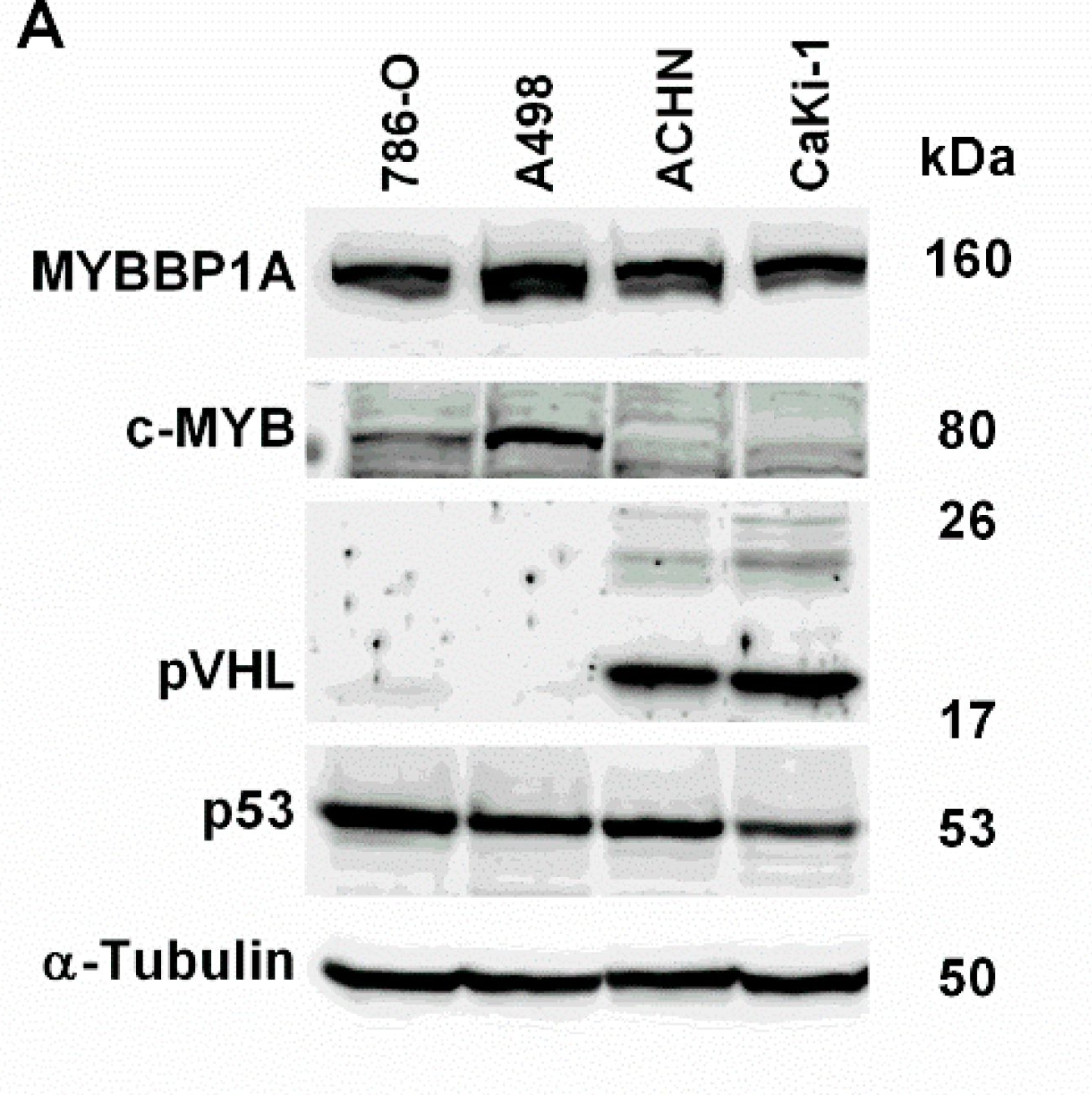 Western blot - Anti-c-Myb antibody (AB117635)