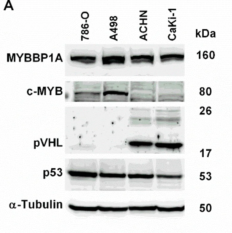 Western blot - Anti-c-Myb antibody (AB117635)