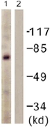 Western blot - Anti-c-Myb antibody (AB117635)