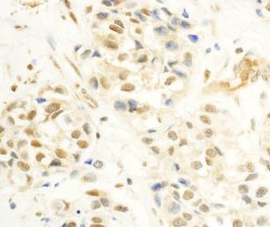 Immunohistochemistry (Formalin/PFA-fixed paraffin-embedded sections) - Anti-c-Myb antibody (AB177510)