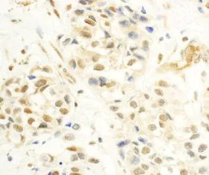 Immunohistochemistry (Formalin/PFA-fixed paraffin-embedded sections) - Anti-c-Myb antibody (AB177510)