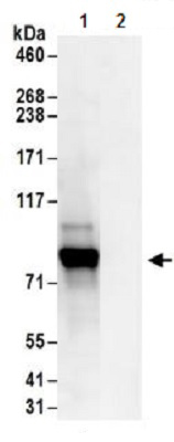 Immunoprecipitation - Anti-c-Myb antibody (AB177510)