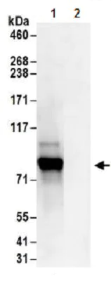 Immunoprecipitation - Anti-c-Myb antibody (AB177510)