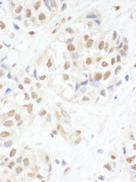 Immunohistochemistry (Formalin/PFA-fixed paraffin-embedded sections) - Anti-c-Myb antibody (AB226470), expandable thumbnail