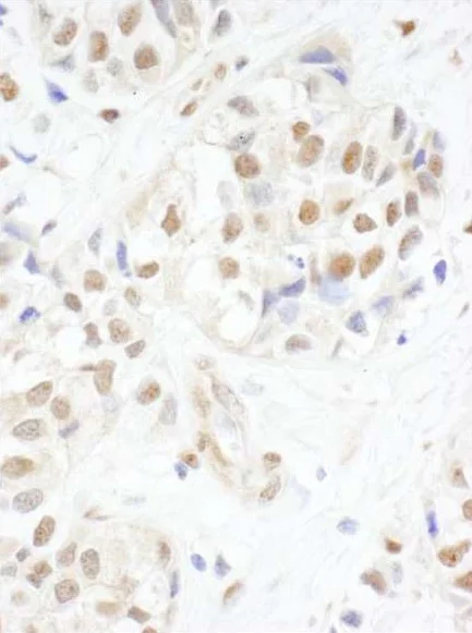 Immunohistochemistry (Formalin/PFA-fixed paraffin-embedded sections) - Anti-c-Myb antibody (AB226470)