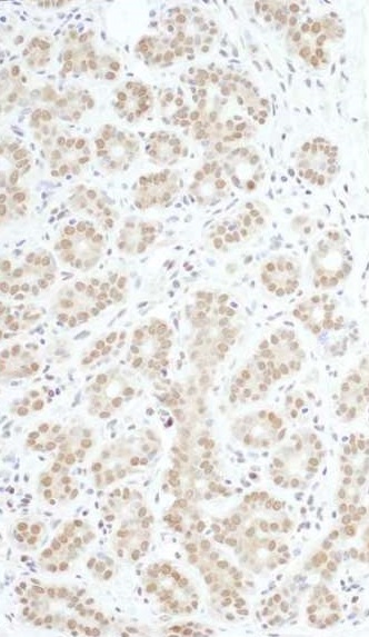 Immunohistochemistry (Formalin/PFA-fixed paraffin-embedded sections) - Anti-c-Myb antibody (AB226470), expandable thumbnail
