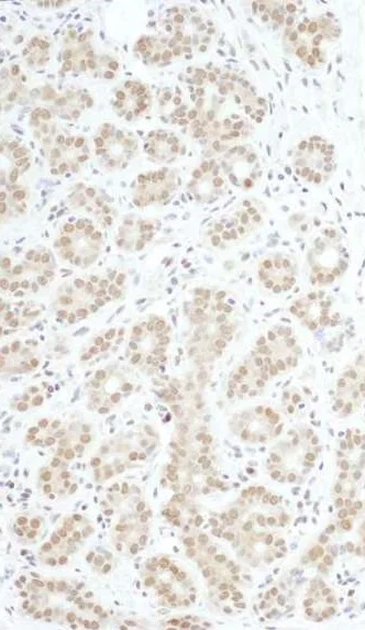 Immunohistochemistry (Formalin/PFA-fixed paraffin-embedded sections) - Anti-c-Myb antibody (AB226470)