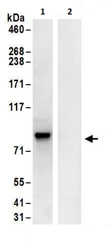 Immunoprecipitation - Anti-c-Myb antibody (AB226470), expandable thumbnail