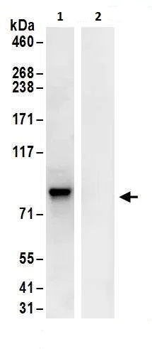 Immunoprecipitation - Anti-c-Myb antibody (AB226470)