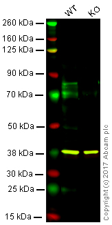 Western blot - Anti-c-Myb antibody [ANA236B] (AB169111)