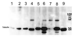 Western blot - Anti-c-Myb antibody [ANA236B] (AB169111)