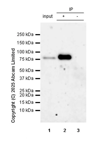 Immunoprecipitation - Anti-c-Myb antibody [EPR27202-86] (AB324970)
