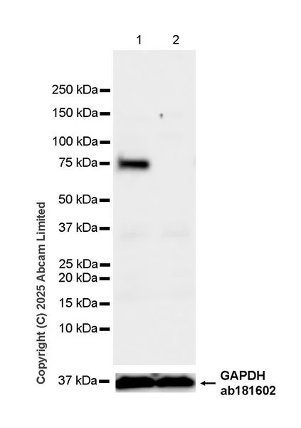 Western blot - Anti-c-Myb antibody [EPR27202-86] (AB324970)