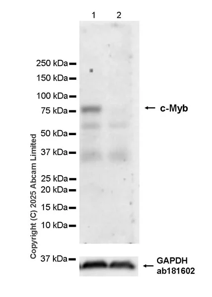 Western blot - Anti-c-Myb antibody [EPR27202-86] (AB324970)