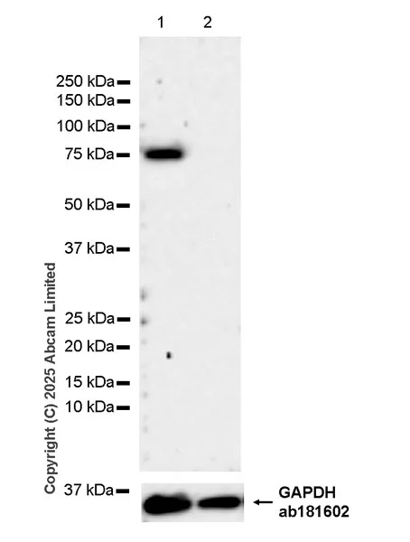 Western blot - Anti-c-Myb antibody [EPR27202-86] (AB324970)