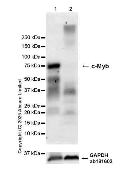 Western blot - Anti-c-Myb antibody [EPR27202-86] (AB324970)
