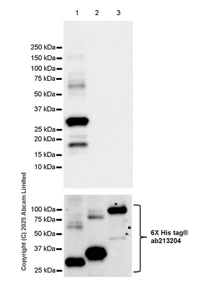 Western blot - Anti-c-Myb antibody [EPR27202-86] (AB324970)