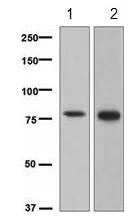 Western blot - Anti-c-Myb antibody [EPR718(2)] (AB109127)