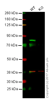 Western blot - Anti-c-Myb antibody [EPR718(2)] (AB109127)
