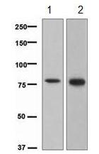 Western blot - Anti-c-Myb antibody [EPR718(2)] - BSA and Azide free (AB239947)