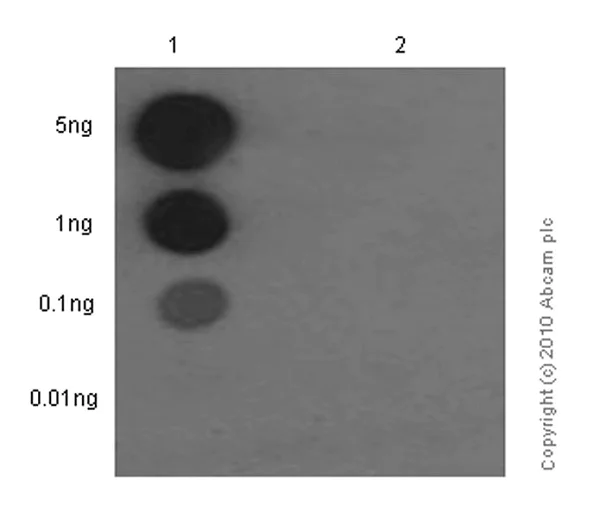 Dot Blot - Anti-c-Myb (phospho S11) antibody [EP769Y] (AB45150)