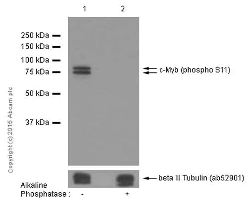 Western blot - Anti-c-Myb (phospho S11) antibody [EP769Y] (AB45150)