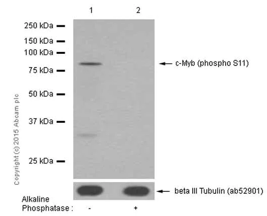 Western blot - Anti-c-Myb (phospho S11) antibody [EP769Y] (AB45150)