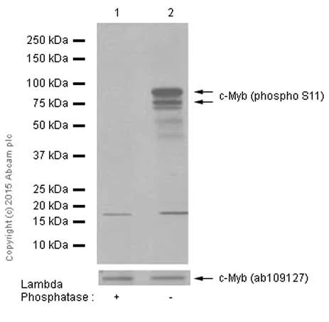 Western blot - Anti-c-Myb (phospho S11) antibody [EP769Y] (AB45150)