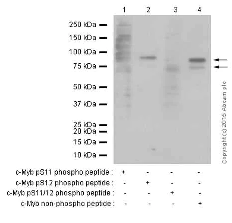 Western blot - Anti-c-Myb (phospho S11) antibody [EP769Y] (AB45150)