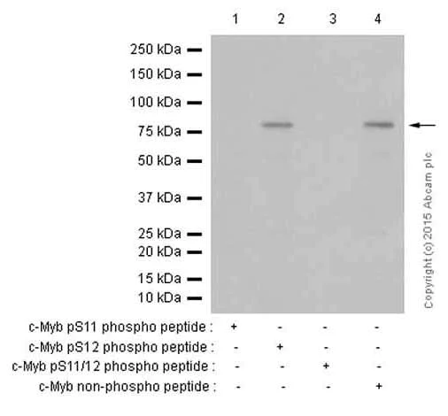 Western blot - Anti-c-Myb (phospho S11) antibody [EP769Y] (AB45150)