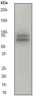 Western blot - Anti-c-Myb (phospho S11) antibody [EP769Y] (AB45150)