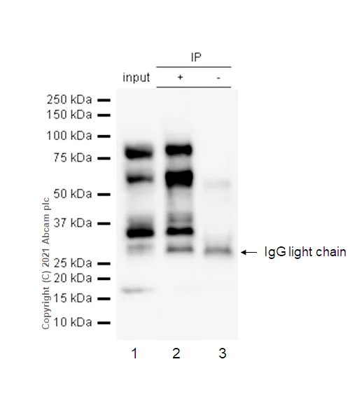 Immunoprecipitation - Anti-c-Myb (phospho S11) antibody [EP769Y] - BSA and Azide free (AB217945)