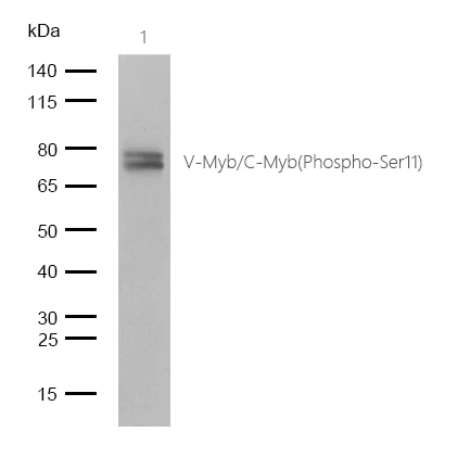 Western blot - Anti-c-Myb (phospho S11) antibody [SZ04-81] (AB326618)