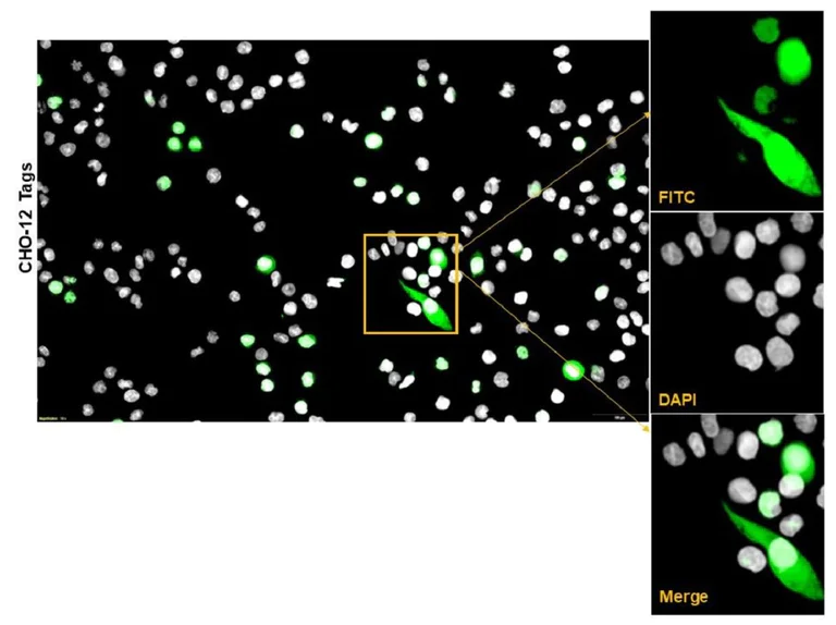 Immunocytochemistry/ Immunofluorescence - Anti c-Myc Antibody (AB316922)