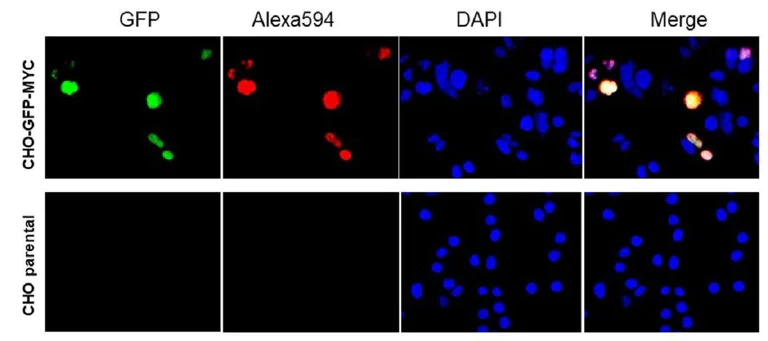 Immunocytochemistry/ Immunofluorescence - Anti c-Myc Antibody (AB316922)
