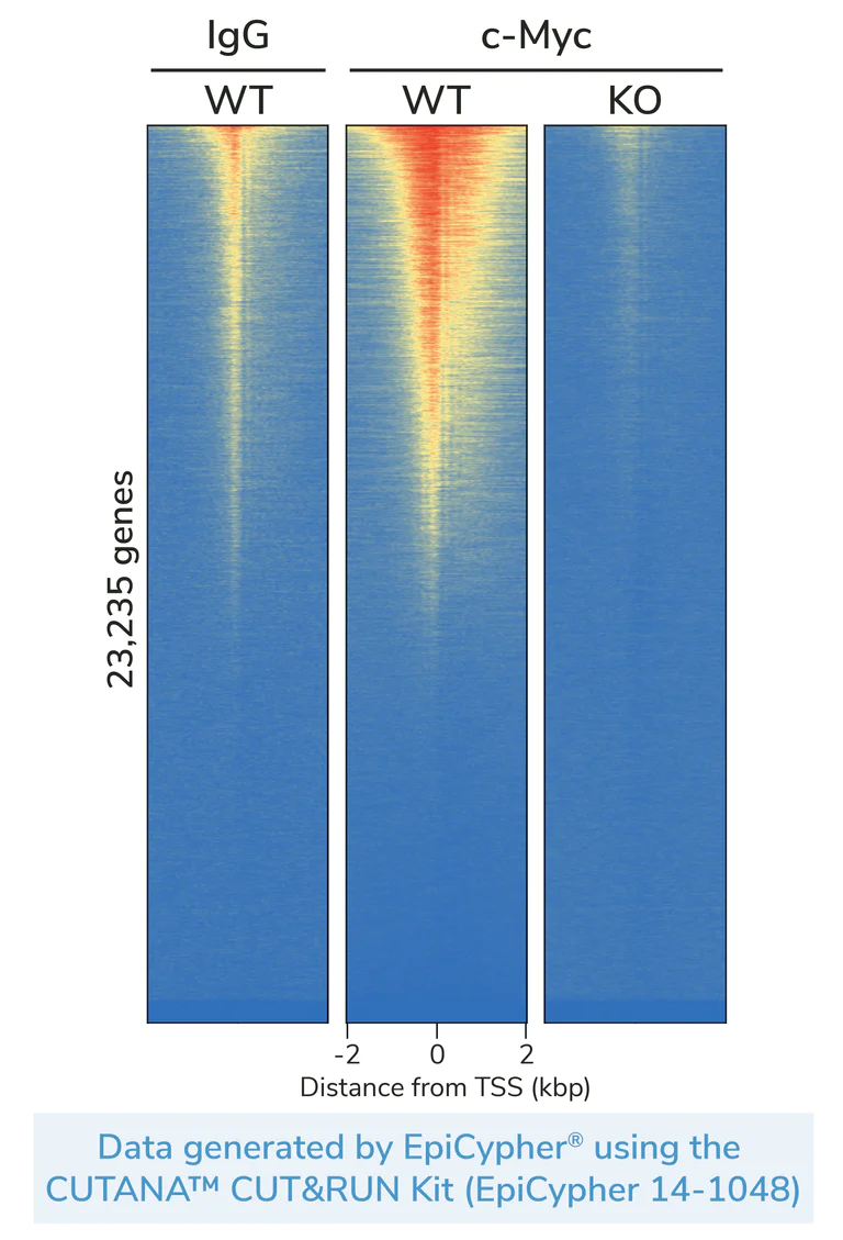 ChIC/CUT&RUN sequencing - Anti-c-Myc antibody [EPR25674-118] - BSA and Azide free (Detector) (AB290675)