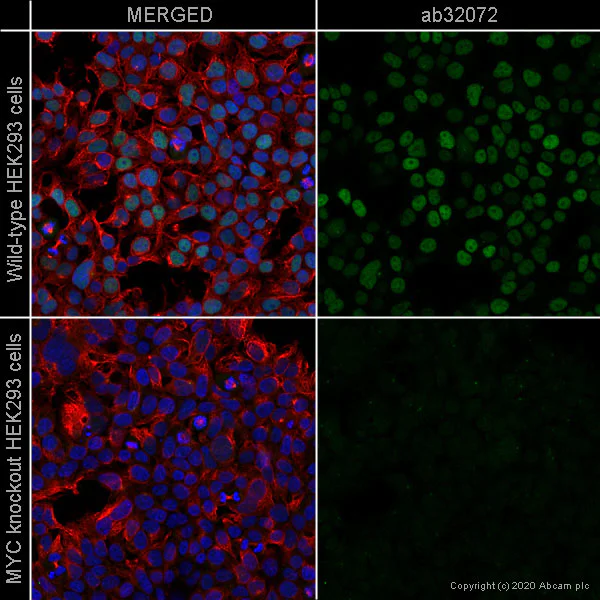 Immunocytochemistry/ Immunofluorescence - Anti-c-Myc antibody [Y69] - ChIP Grade (AB32072)