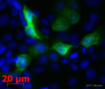 Immunocytochemistry/ Immunofluorescence - Anti-c-Myc antibody [Y69] - ChIP Grade (AB32072)