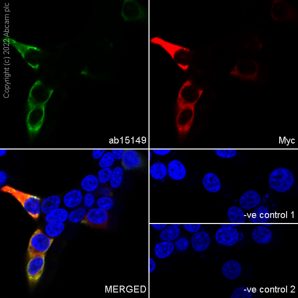 Immunocytochemistry/ Immunofluorescence - Anti-c-Myc antibody [Y69] - ChIP Grade (ab32072), expandable thumbnail