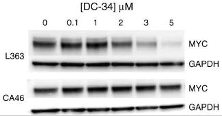 Western blot - Anti-c-Myc antibody [Y69] - ChIP Grade (AB32072)