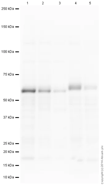 Western blot - Anti-c-Myc antibody [Y69] - ChIP Grade (AB32072)